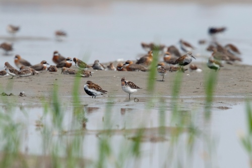 Spoon-billed Sandpiper and other shorebirds