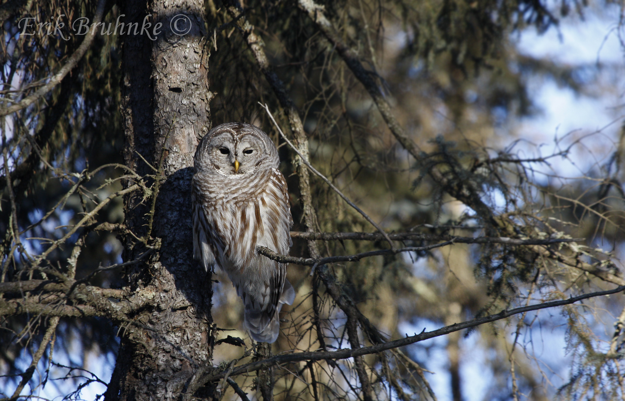 Barred Owl.  Photo by Erik Bruhnke.