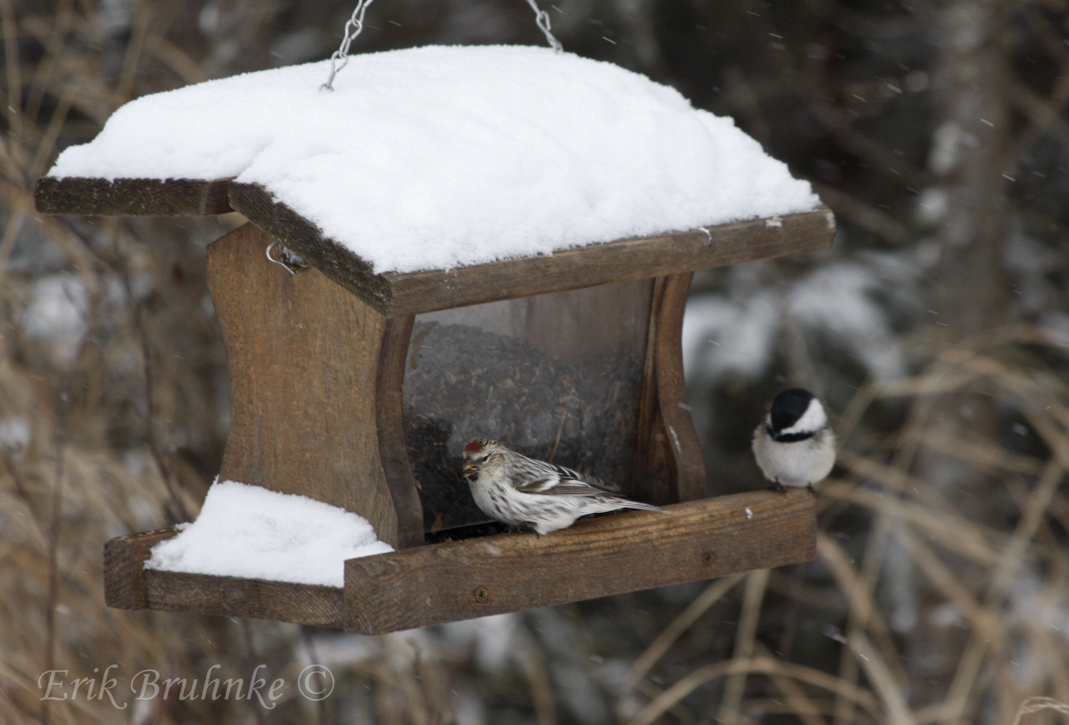 Black-capped Chickadee and Hoary Redpoll