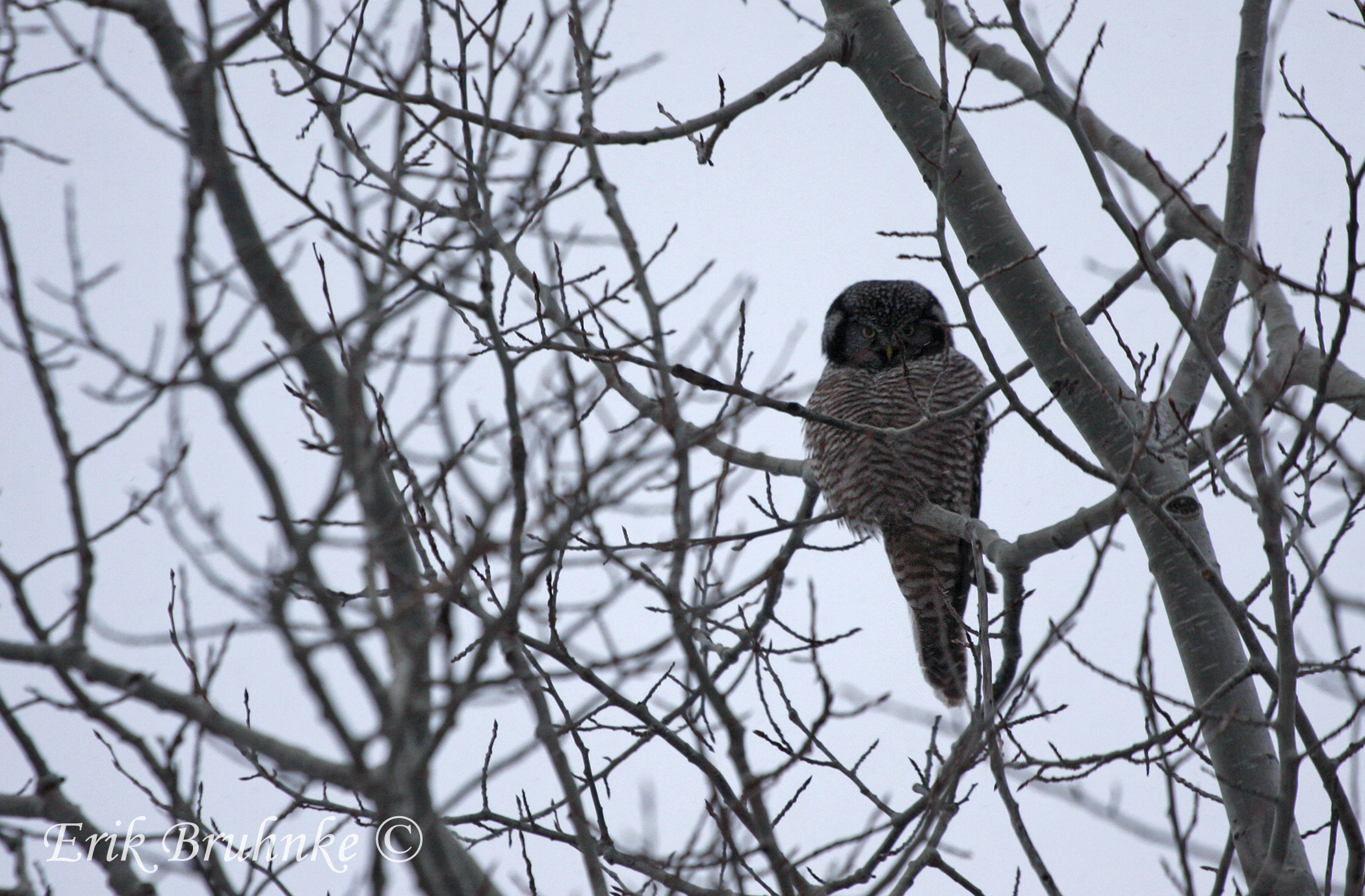 Northern Hawk Owl.  Photo by Erik Bruhnke.