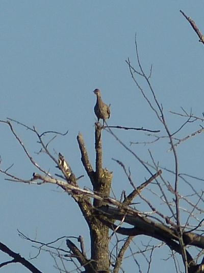 Sharp-tailed Grouse. Sax Zim Bog, MN.