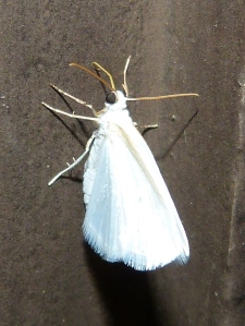 Shawnee moth 3