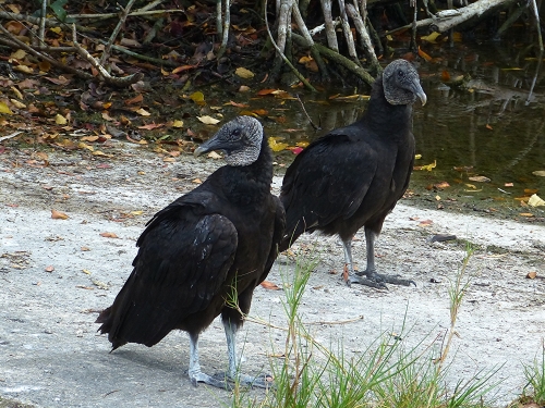 Black Vultures, Everglades National Park