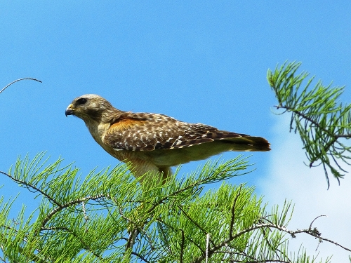 Red-shouldered Hawk, a common Florida raptor observed earlier in the trip in Everglades National Park.