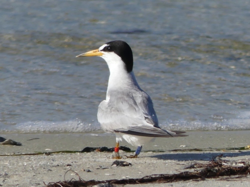 Banded Least Tern
