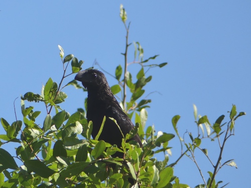 If I were doing a Big Year in 2017, this Smooth-billed Ani seen in Florida would be a good start.