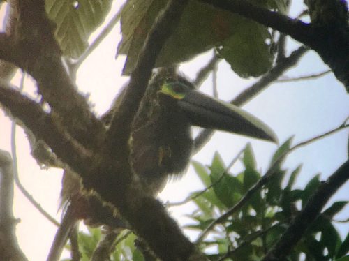 Tino's heavily-cropped digiscope is blurry due to the cloudy weather, but the Yellow-eared Toucanet is clearly identifiable. 
