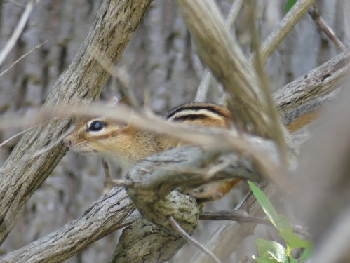 A chipmunk who's chirping almost fooled me