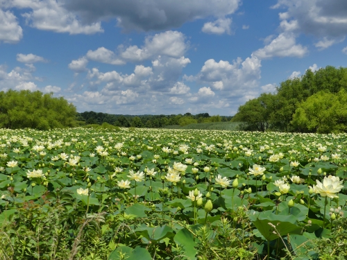 A large pond of American Lotus at Swan Harbor Farm Park in Havre de Grace, MD