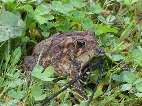 An American Toad surprised us when I was birding with friends at Walnut Bottoms. They are difficult to distinguish from the similar Fowler's Toad which also occurs here. Experts in a Facebook group helped with the ID.
